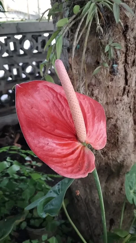 Flamingo Lily Flower Stock Footage 342000477