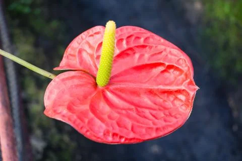 Flamingo lily Stock Photos