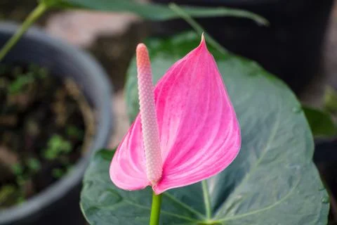 Flamingo lily Stock Photos
