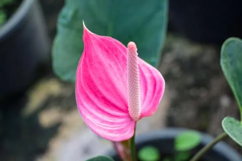 Flamingo lily Stock Photos