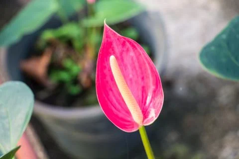 Flamingo lily Stock Photos