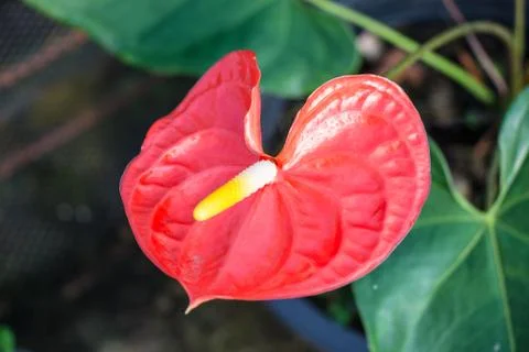 Flamingo lily Stock Photos