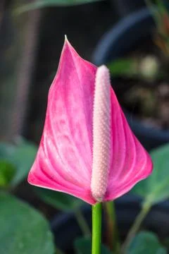 Flamingo lily Stock Photos