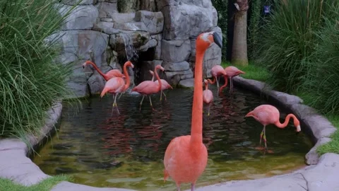 Flamingo Looking at Camera in Pond at Acuario Michin, Mexico City Video stock 345179968