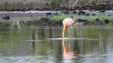 Flamingo looking for food Stock Footage 58353557