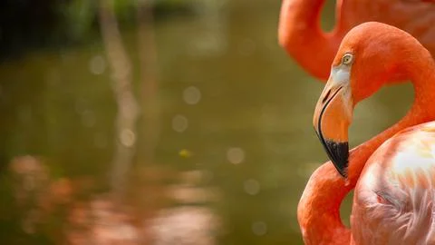 Flamingo looking at viewer with sharp teeth shoowing. Stock Photos