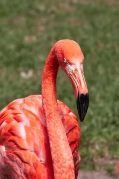 Flamingo looks at the camera Stock Photos