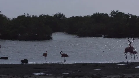 Flamingo at the mangroove on the beach Video stock 74022049