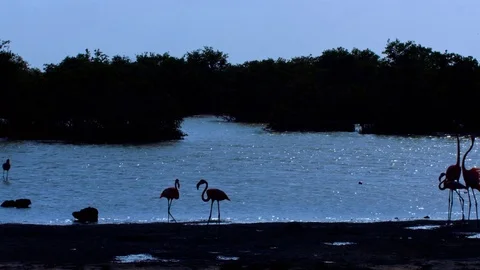 Flamingo at the mangroove Видео 74022090