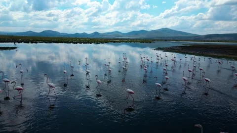 Flamingo Migration Drone Footage Stock-Footage 337402760