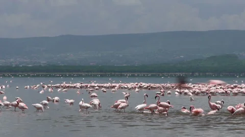 Flamingo Nakuru P1 Stockbeeldmateriaal 977096