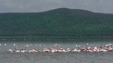 Flamingo Nakuru P2 Stock Footage 977255