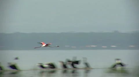 Flamingo Nakuru P4 Stockbeeldmateriaal 977930