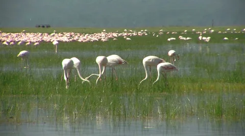 Flamingo Nakuru P7 Stock Footage 978832
