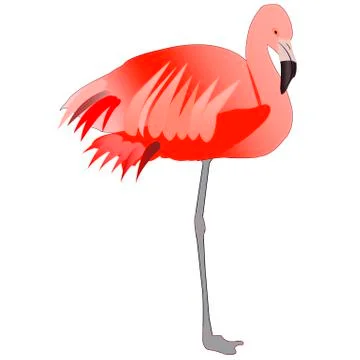 Flamingo is on one leg Stock Illustration