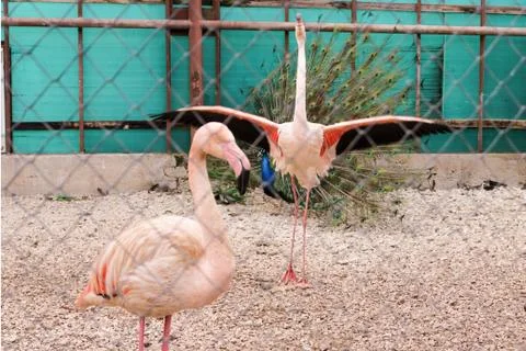 Flamingo with open wings. Stock Photos