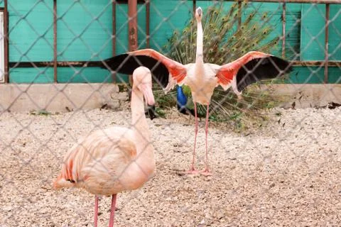 Flamingo with open wings. Stock Photos