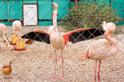 Flamingo with open wings. Stock Photos