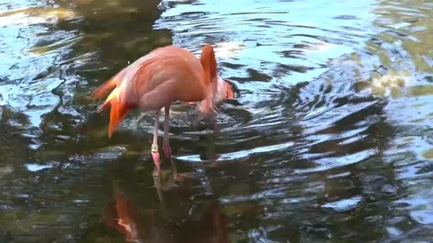 Flamingo Paradise Stock Footage 108512129