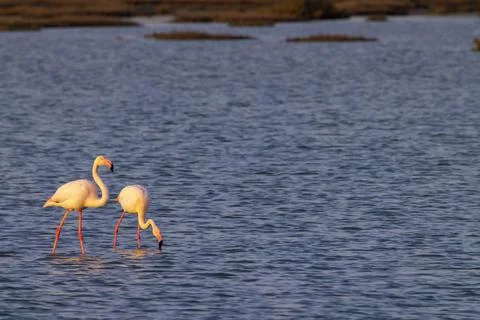 Flamingo in Parc Naturel regional de Camargue, Provence, France Fotos de archivo
