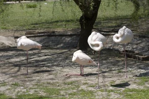 Flamingo in park Stock Photos