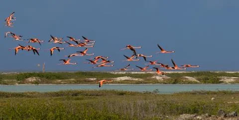 Flamingo Stock Photos