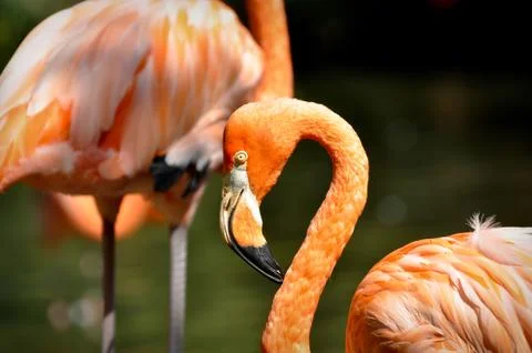 Flamingo Foto stock