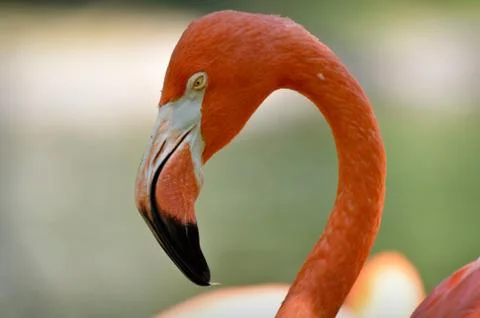 Flamingo Stock Photos