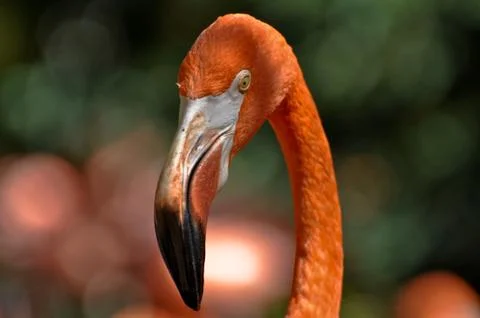 Flamingo Foto stock