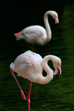 Flamingo Stock Photos