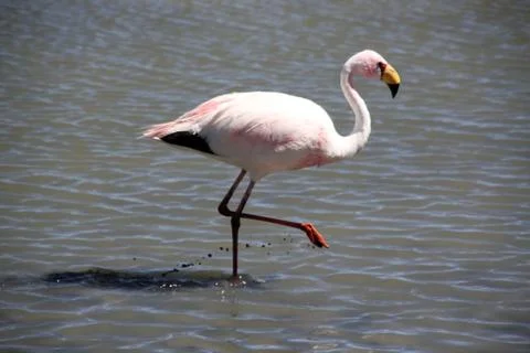 Flamingo Stock Photos