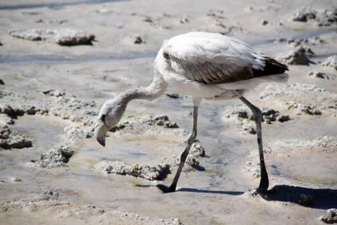 Flamingo Stock Photos