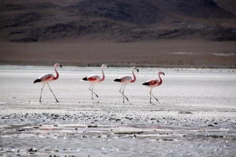 Flamingo Stock Photos