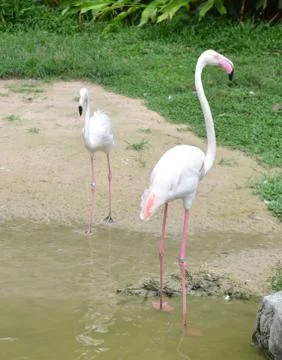 Flamingo Stock Photos