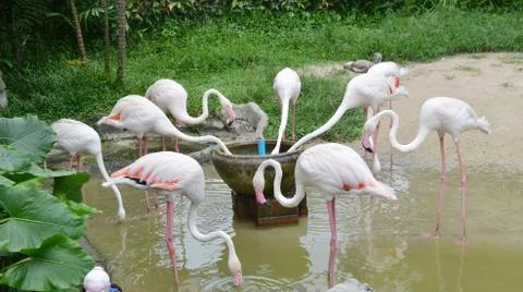 Flamingo Foto stock
