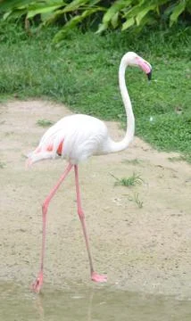 Flamingo Stock Photos