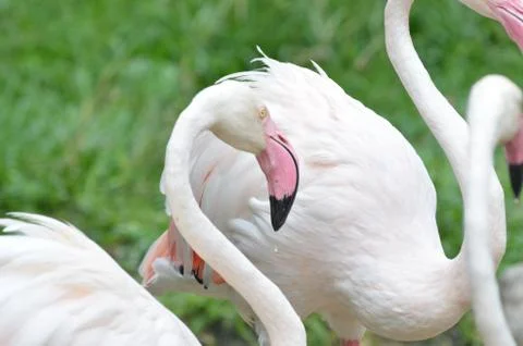 Flamingo Stock Photos