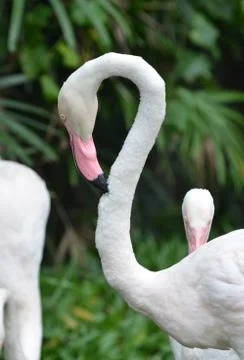 Flamingo Stock Photos