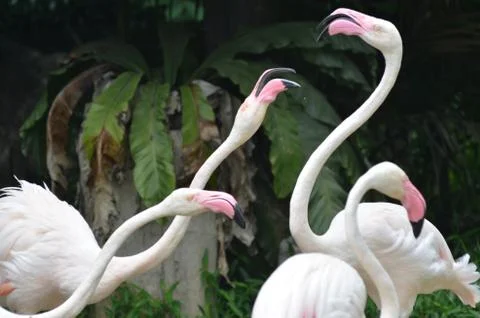 Flamingo Stock Photos