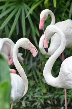 Flamingo Stock Photos