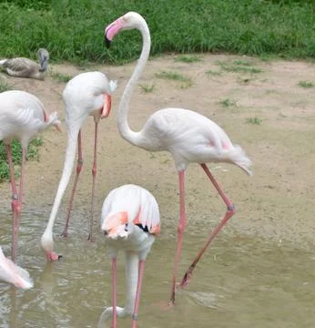 Flamingo Photos