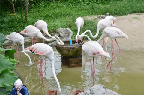 Flamingo Stock Photos