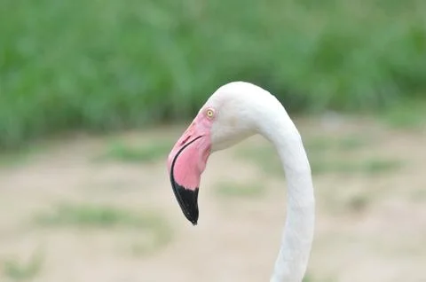 Flamingo Stock Photos