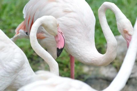Flamingo Stock Photos