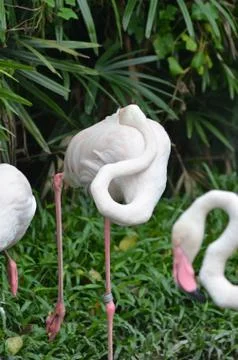 Flamingo Stock Photos