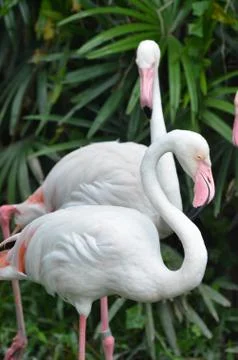 Flamingo Photos
