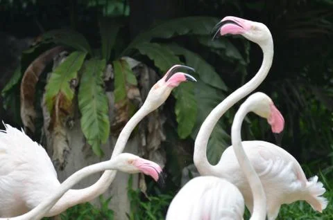 Flamingo Stock Photos