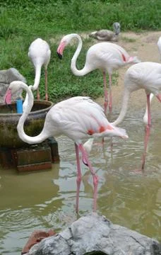 Flamingo Stock Photos