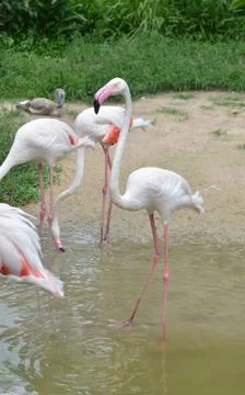 Flamingo Stock Photos
