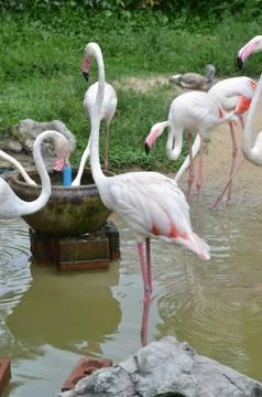 Flamingo Stock Photos